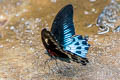 Great Mormon Papilio agenor parinda