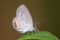 Indian Cupid Everes lacturnus lacturnus