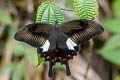 Large-spotted Helen Papilio daksha mooreanus