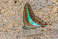 Narrow-banded Bluebottle Graphium teredon 