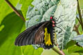 Sri Lankan Birdwing Troides darsius