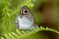 White Fourring Ypthima ceylonica