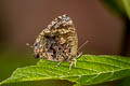 Aberrant Plushblue Flos abseus indica (Aberrant Oakblue, Aberrant Bushblue)