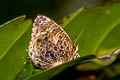 Aberrant Plushblue Flos abseus indica (Aberrant Oakblue, Aberrant Bushblue)