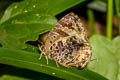 Aberrant Plushblue Flos abseus indica (Aberrant Oakblue, Aberrant Bushblue)