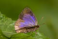 Aberrant Plushblue Flos abseus indica (Aberrant Oakblue, Aberrant Bushblue)