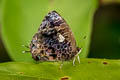 Aberrant Plushblue Flos abseus indica (Aberrant Oakblue, Aberrant Bushblue)