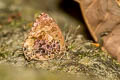 Aberrant Plushblue Flos abseus ophiala (Aberrant Oakblue, Aberrant Bushblue)