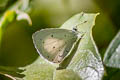 albocerulean