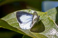 Albocerulean Udara albocaerulea albocaerulea