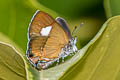 Ambon Onyx Horaga syrinx moulmeina