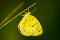 grass yellow