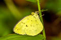 Anderson's Grass Yellow Eurema andersonii andersonii (One-spot Grass Yellow)