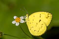 Anderson's Grass Yellow Eurema andersoni sadanobui (One-spot Grass Yellow)