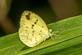 Anderson's Grass Yellow Eurema andersoni andersonii (One-spot Grass Yellow)