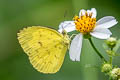 Anderson's Grass Yellow Eurema andersoni andersonii (One-spot Grass Yellow)