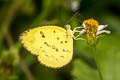 Anderson's Grass Yellow Eurema andersoni sadanobui (One-spot Grass Yellow)