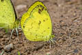 Anderson's Grass Yellow Eurema andersoni andersonii (One-spot Grass Yellow)