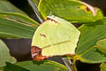 Angled sulphur Dercas gobrias herodorus