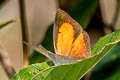 Angled Sunbeam Curetis dentata dentata (Acute Sunbeam)