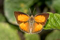 Angled Sunbeam Curetis dentata dentata (Acute Sunbeam)