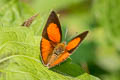 Angled Sunbeam Curetis dentata dentata (Acute Sunbeam)