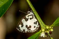 Angled Pierrot Caleta decidia decidia