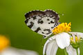 Angled Pierrot Caleta decidia decidia