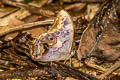 Angled Red Forester Lethe chandica chandica (Angle Red Forester)