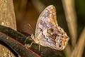 Angled Red Forester Lethe chandica chandica (Angle Red Forester)