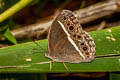 Annam Bushbrown Mycalesis annamitica annamitica (Blind-eye Bushbrown)