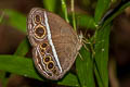 Annam Bushbrown Mycalesis annamitica annamitica (Blind-eye Bushbrown)