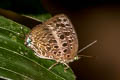 Arhopala achelous achelous 