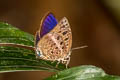 Arhopala achelous achelous 