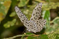 Ashy-white Tree Nymph Idea stolli logani