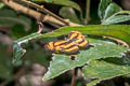 Baby Lascar Pantoporia aurelia boma