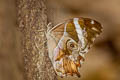 Bamboo Treebrown Lethe europa nilandana