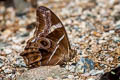 Bamboo Treebrown Lethe europa nilandana