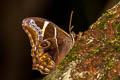 Bamboo Treebrown Lethe europa nilandana