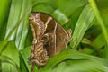 Bamboo Treebrown Lethe europa malaya