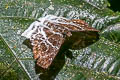 Banded Angle Odontoptilum pygela pygela