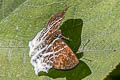 Banded Angle Abaratha pygela pygela