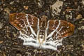 Banded Angle Odontoptilum pygela pygela