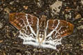 Banded Angle Abaratha pygela pygela