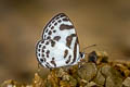 Banded Blue Pierrot Discolampa ethion ethion