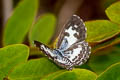 Banded Blue Pierrot Discolampa ethion ethion