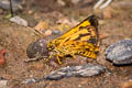 Banded Bush Hopper Ampittia maroides (Scarce Bush Hopper)