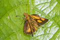 Banded Bush Hopper Ampittia maroides (Scarce Bush Hopper)