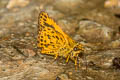 Banded Bush Hopper Ampittia maroides (Scarce Bush Hopper)