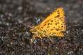 Banded Bush Hopper Ampittia maroides (Scarce Bush Hopper)